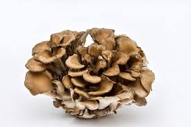 Maitake Mushroom